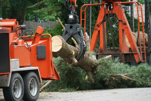 The Steps Involved in Our Tree Care Process in Florida Gulf Coast University, FL